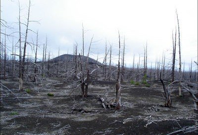 "Мёртвый лес", Камчатский край